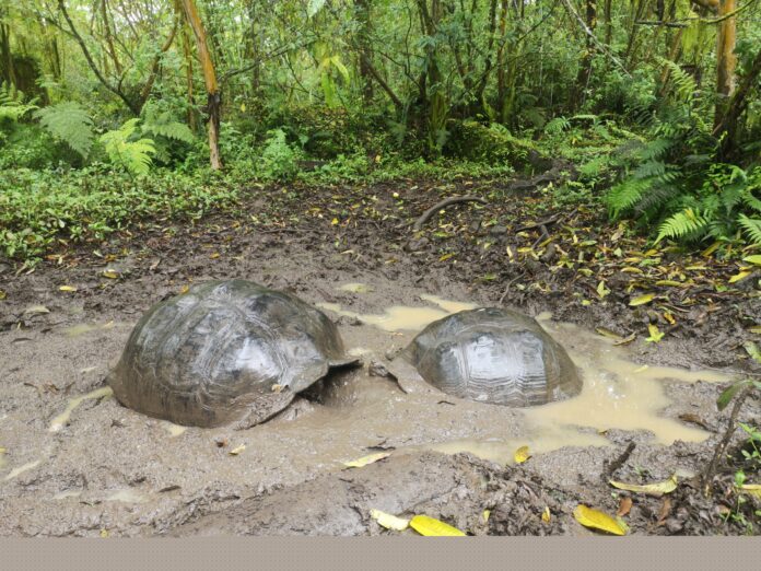 The giant tortoises in the Galapagos Archipelago, Ecuador