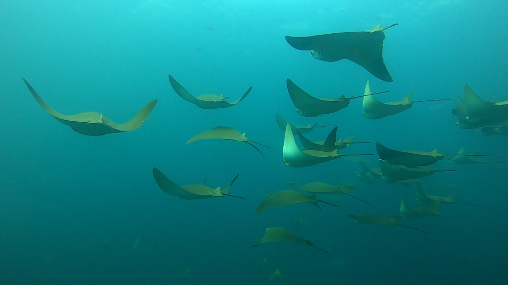 mantarrayas