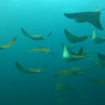 mantarrayas
