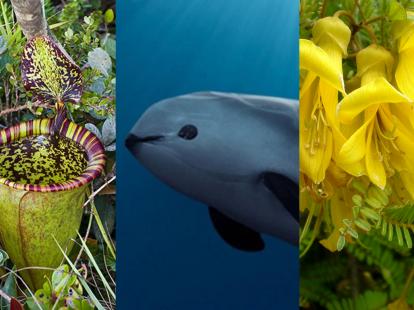 Las diez especies de fauna y flora más amenazadas del mundo