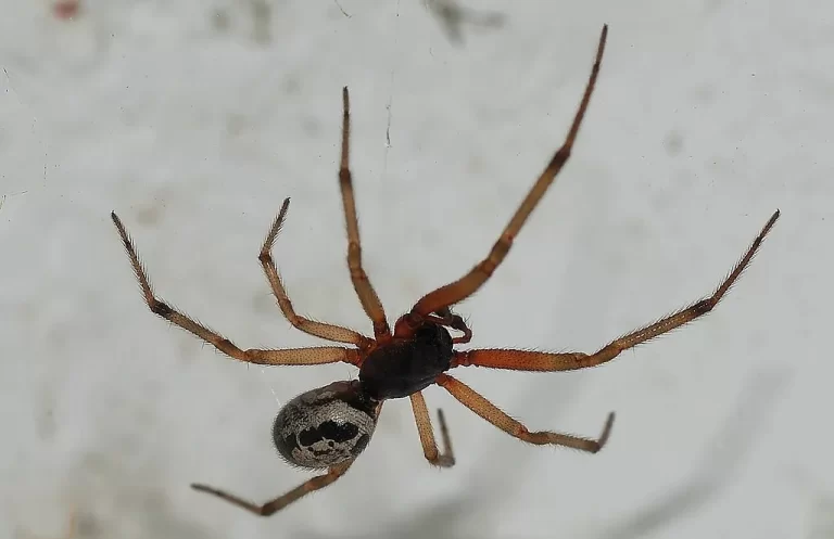 Las arañas españolas que demuestran la Teoría de la Evolución de Darwin