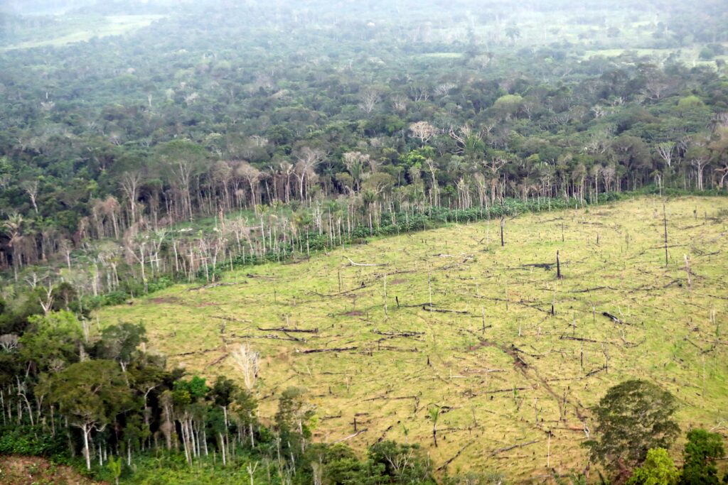 Tres de cada cuatro hectáreas deforestadas en la Amazonía en las últimas cuatro décadas fueron destinadas a la ganadería.