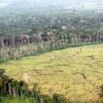Tres de cada cuatro hectáreas deforestadas en la Amazonía en las últimas cuatro décadas fueron destinadas a la ganadería.