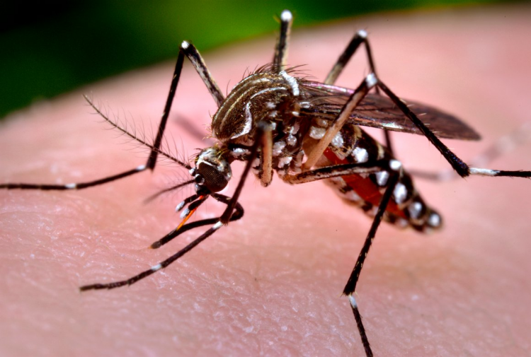 Los virus del dengue y el Zica nos hacen más apetitosos para los mosquitos