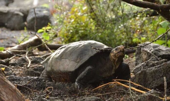 tortuga-galapagos--700x417