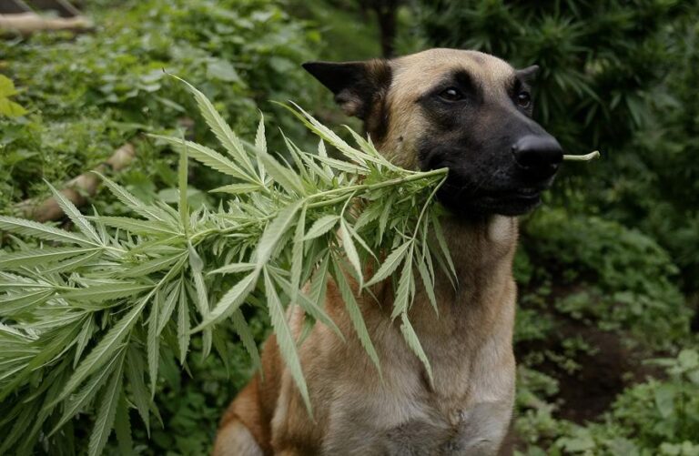 Cannabis medicinal para aliviar el dolor de las mascotas en Colombia
