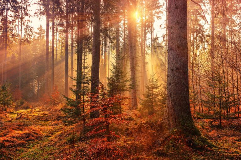 ¿Cuánto calor y cuánta sequía puede soportar un bosque?