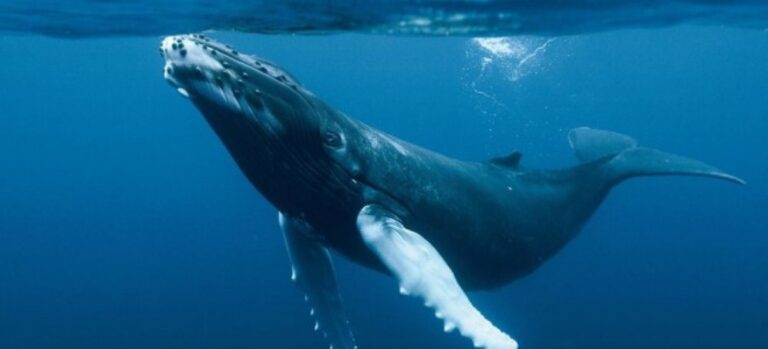 Chile declara 4 santuarios naturales en Chiloé, zona de reposo para ballenas