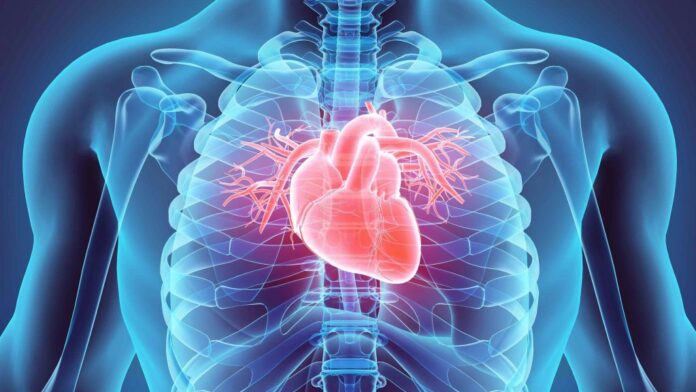 El corazón humano late alrededor de cien mil veces cada día para bombear sangre a todo el cuerpo continuamente