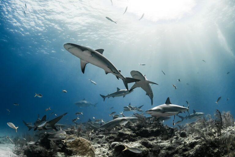Los tiburones amenazados del Mediterráneo se capturan más en zonas protegidas