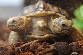Nace la primera tortuga siamesa bicéfala en la historia de los Países Bajos