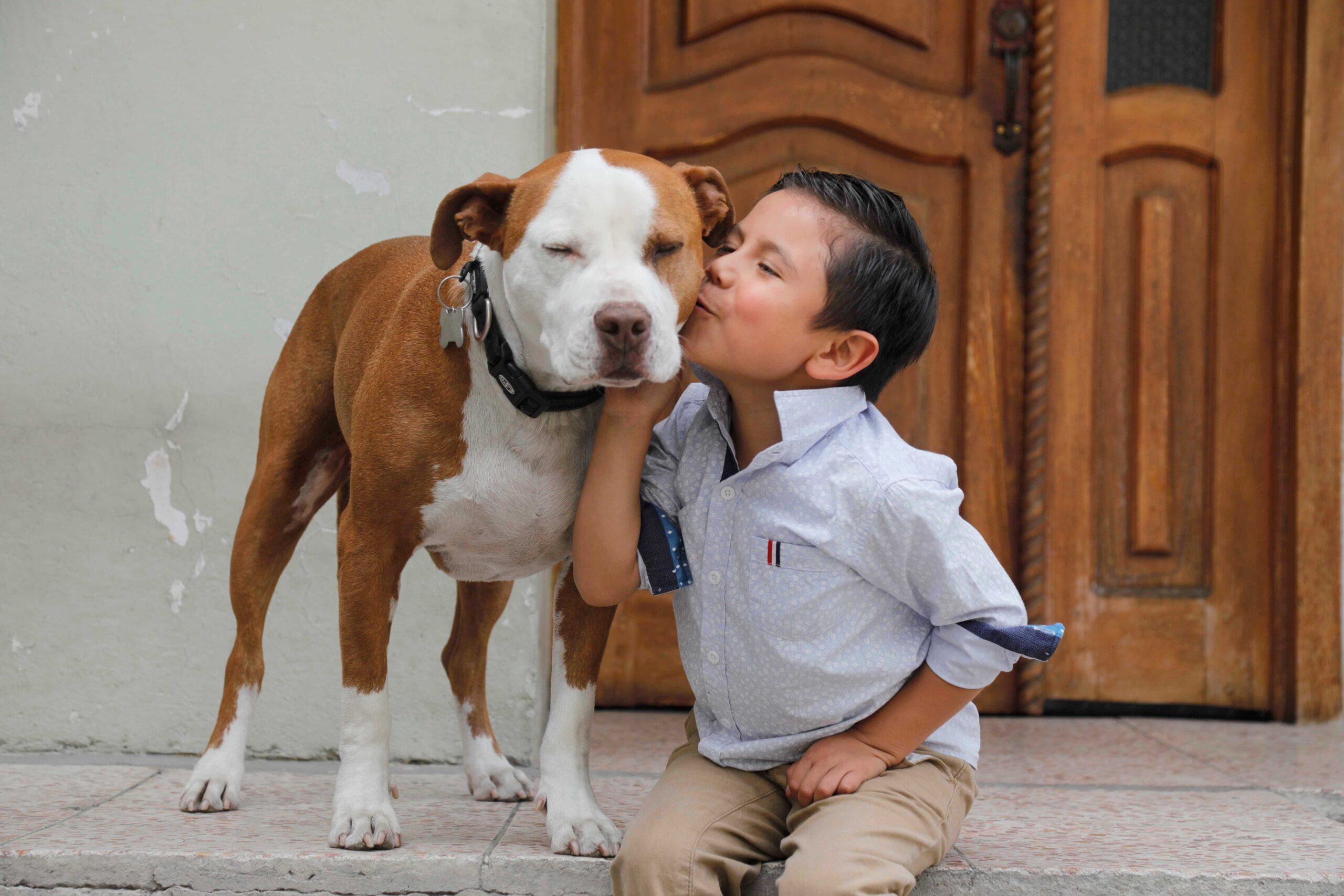 Rompiendo mitos al criar perros con ADN fuerte - Diario El Mercurio