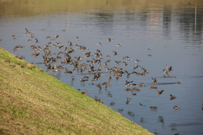 Algunas especies de patos han colonizado las lagunas de la Planta de Tratamiento de Aguas Residuales (PTAR), en Ucubamba.