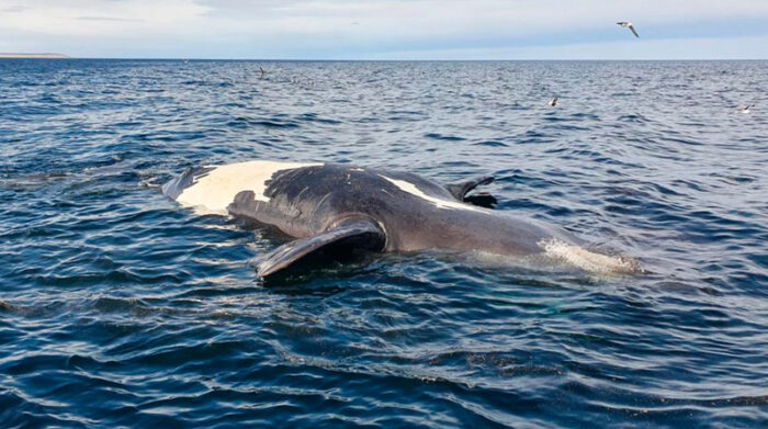 Investigan repentina aparición de siete ballenas muertas en costa argentina