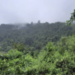 Bosque seco Santa Elena