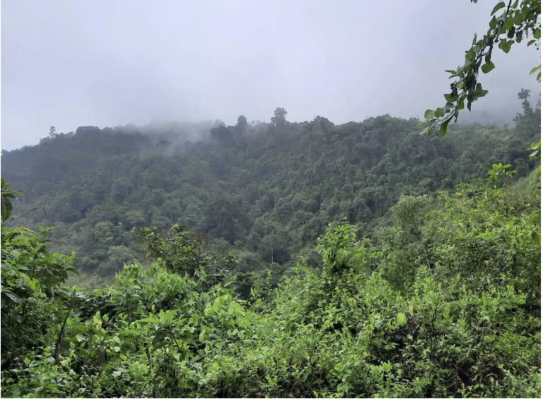 Bosque seco será protegido en Santa Elena