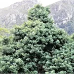 Podocarpus