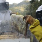 produccion miel de abeja azuay