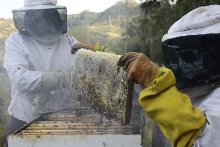 La producción de miel, una laboriosa tarea que se desarrolla en diferentes puntos de Azuay