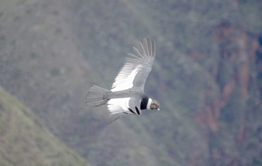 Cóndor andino