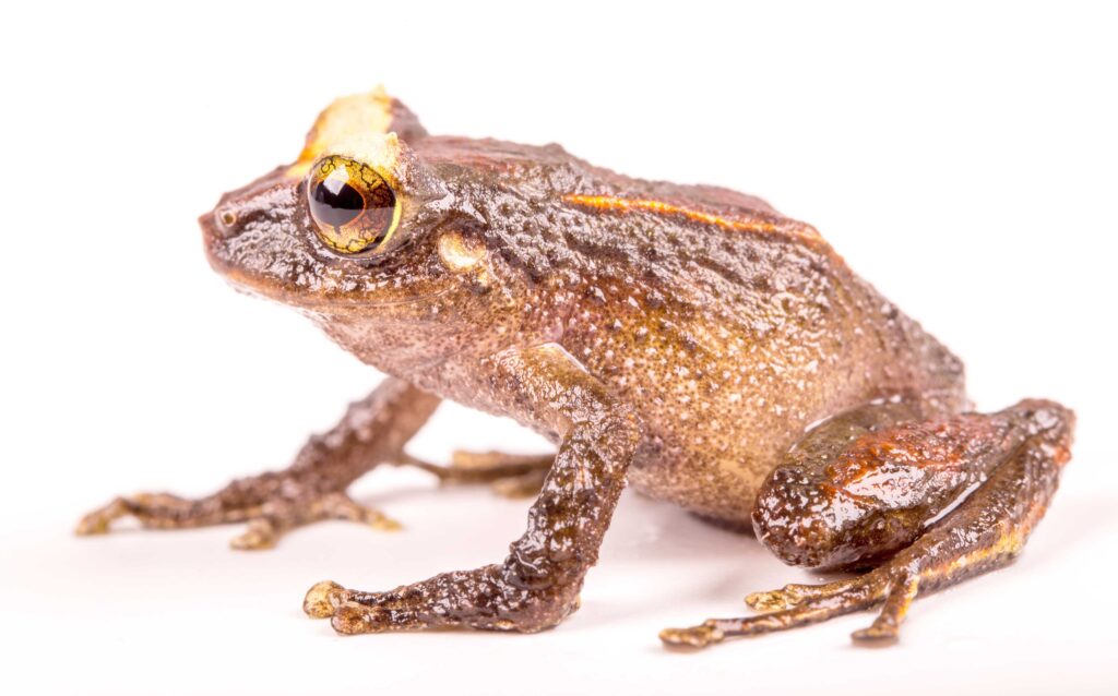 Nueva especie rana Azuay Morlaco