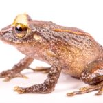 Nueva especie rana Azuay Morlaco