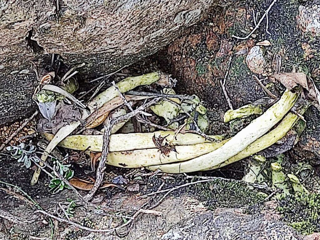 osamentas halladas en Sinincay