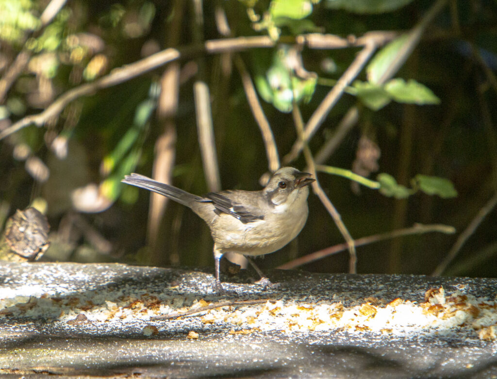 Matorralero cabecipálido