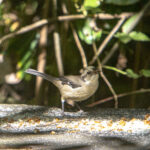 Matorralero cabecipálido