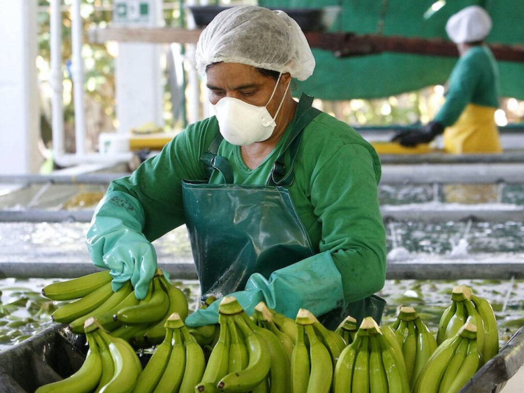 La ministra de Producción, Sonsoles García, aseguró que "hay que buscar nuevos mercados" para las exportaciones del banano.