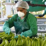 La ministra de Producción, Sonsoles García, aseguró que "hay que buscar nuevos mercados" para las exportaciones del banano.
