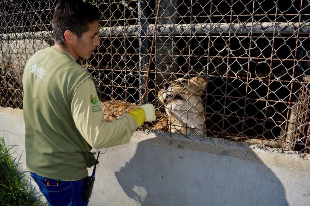 Nelson acariciando a Romelia