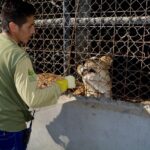 Nelson acariciando a Romelia