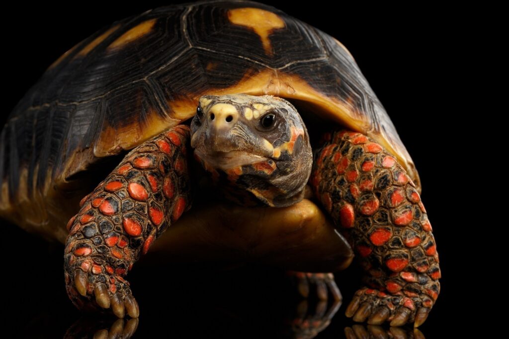 tortuga patas rojas thumbnail