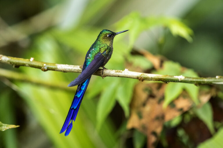 Del cóndor al colibrí: 542 aves hacen de Quito un paraíso del «birdwatching»