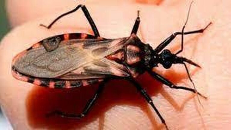 Alertan sobre el bajo diagnóstico de la enfermedad de Chagas en EE.UU.