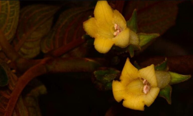 Descubren un nuevo género y especie de planta en el sur de Ecuador