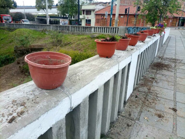 Ciudadanos arrancan plantas ornamentales y dañan macetas