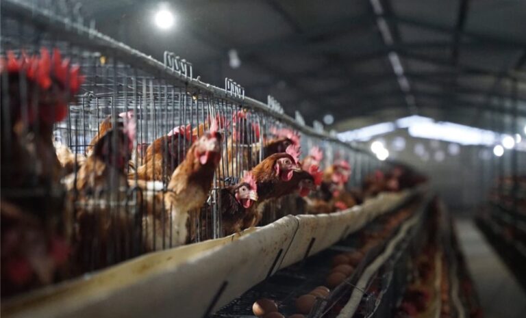 INSPI ratifica que gripe aviar no afecta a seres humanos