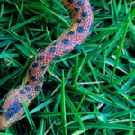 Nueva especie de Boa en Ecuador