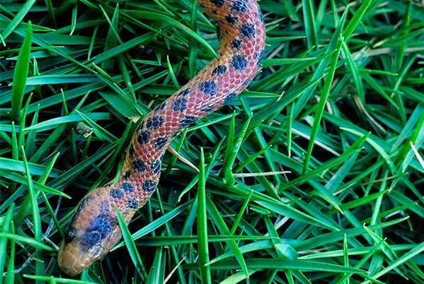 Nueva especie de Boa en Ecuador