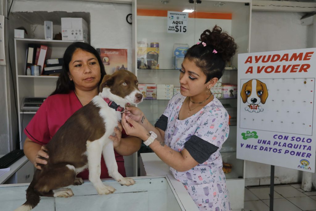 perros desaparecidos
