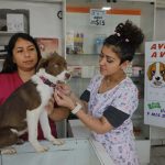 perros desaparecidos