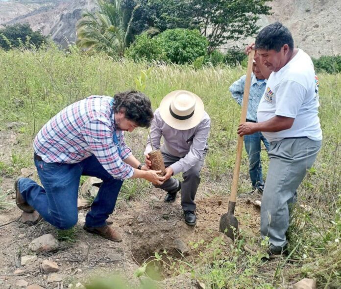 agricultura siembra árboles