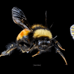 bichos polinizadores