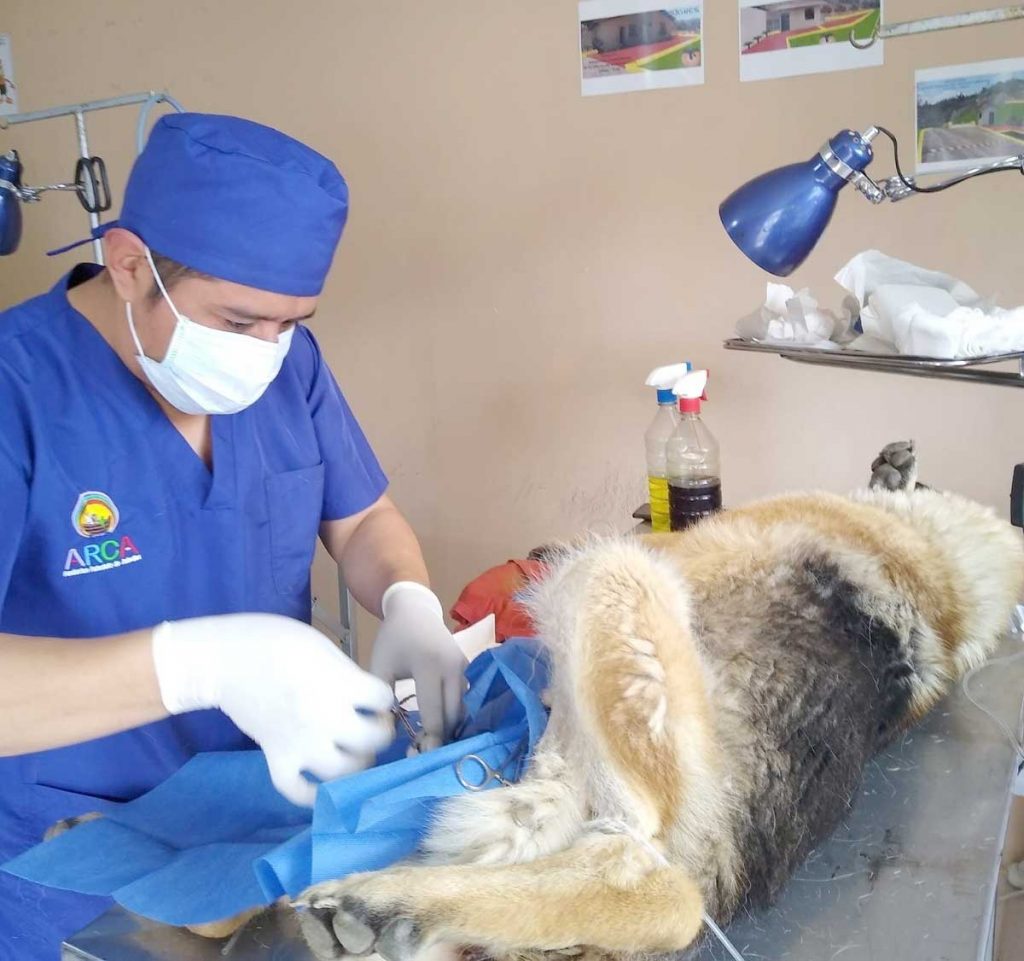 Esterilización en Azogues