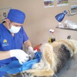 Esterilización en Azogues