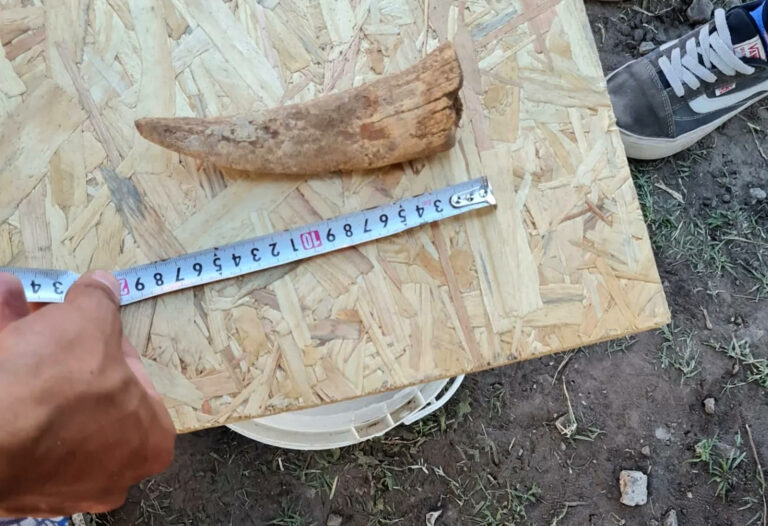 Hallan en Argentina uno de los restos más completos del tigre diente de sable