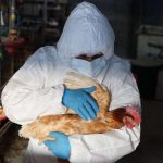 Ecuador y gripe aviar