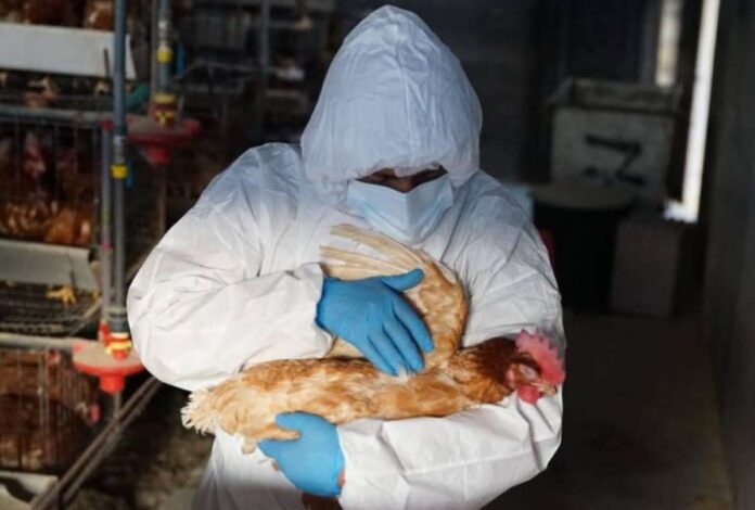 Ecuador y gripe aviar